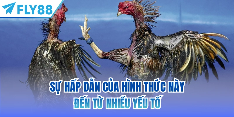 Sự hấp dẫn của hình thức này đến từ nhiều yếu tố